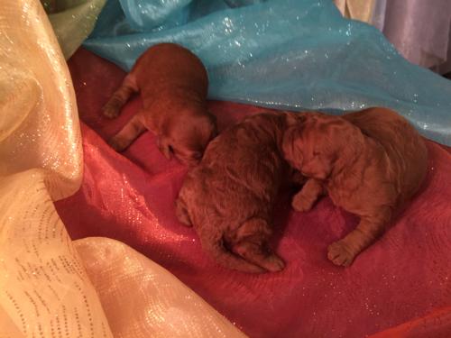 Professional Dark Red Mini Goldendoodle Breeders Located in Iowa